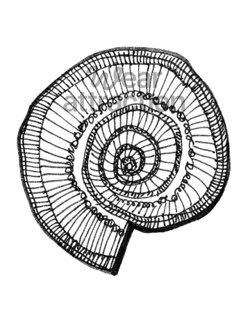 Spiraled Nautilus Shell