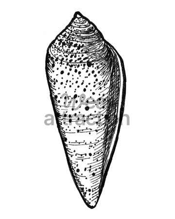 Cone Snail Shell