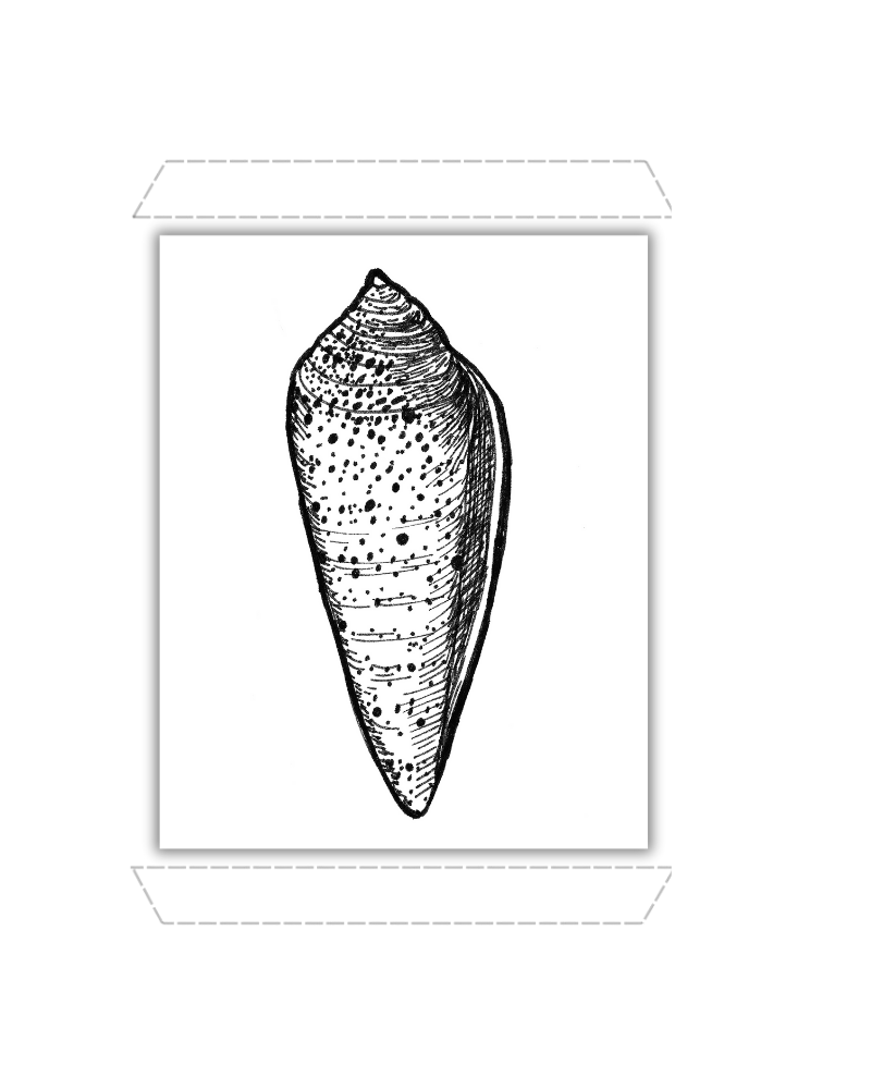 Cone Snail Shell