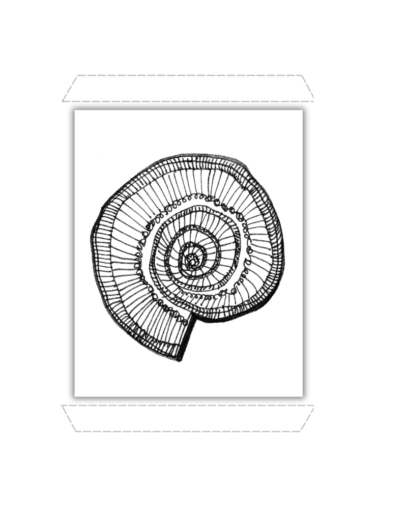 Spiraled Nautilus Shell