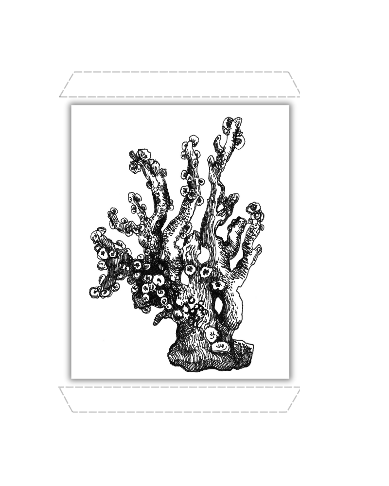 Staghorn Coral