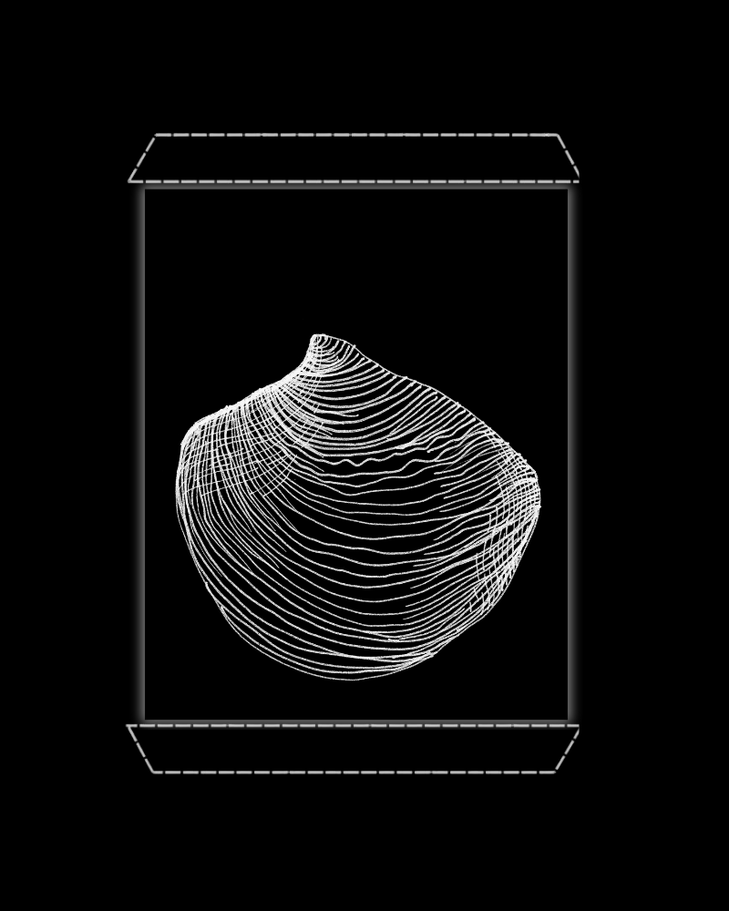 Venus Clam Shell