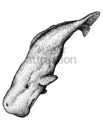 Sperm Whale Descent