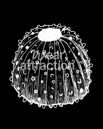 Sea Urchin Skeleton