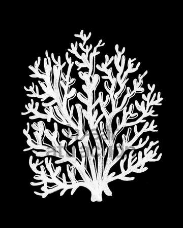Tree Coral