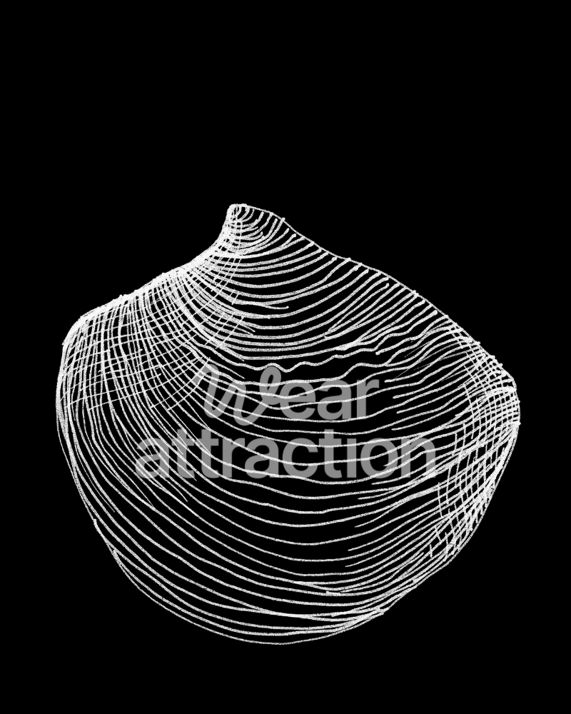 Venus Clam Shell