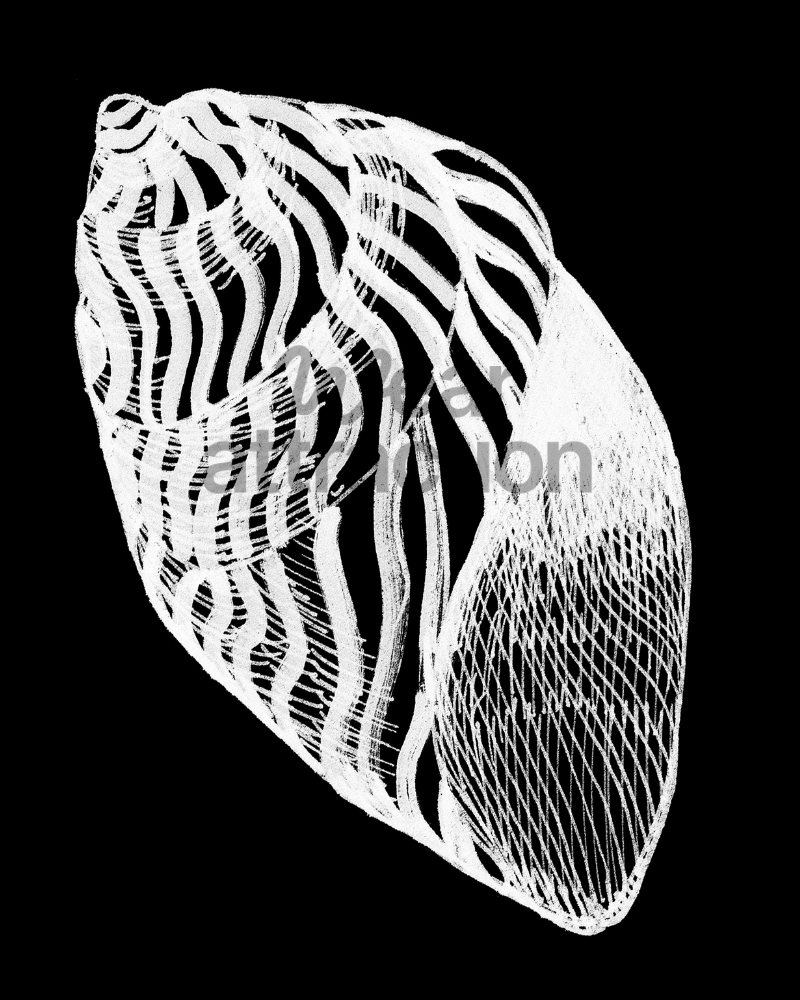 Zigzag Auger Shell