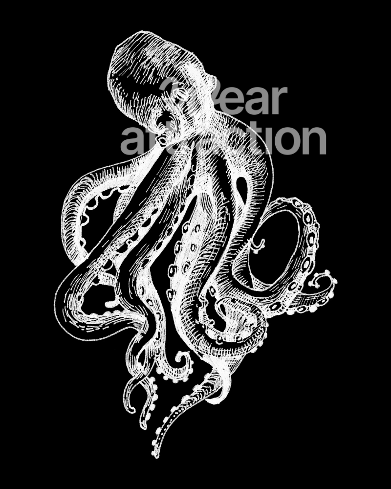 Common Octopus