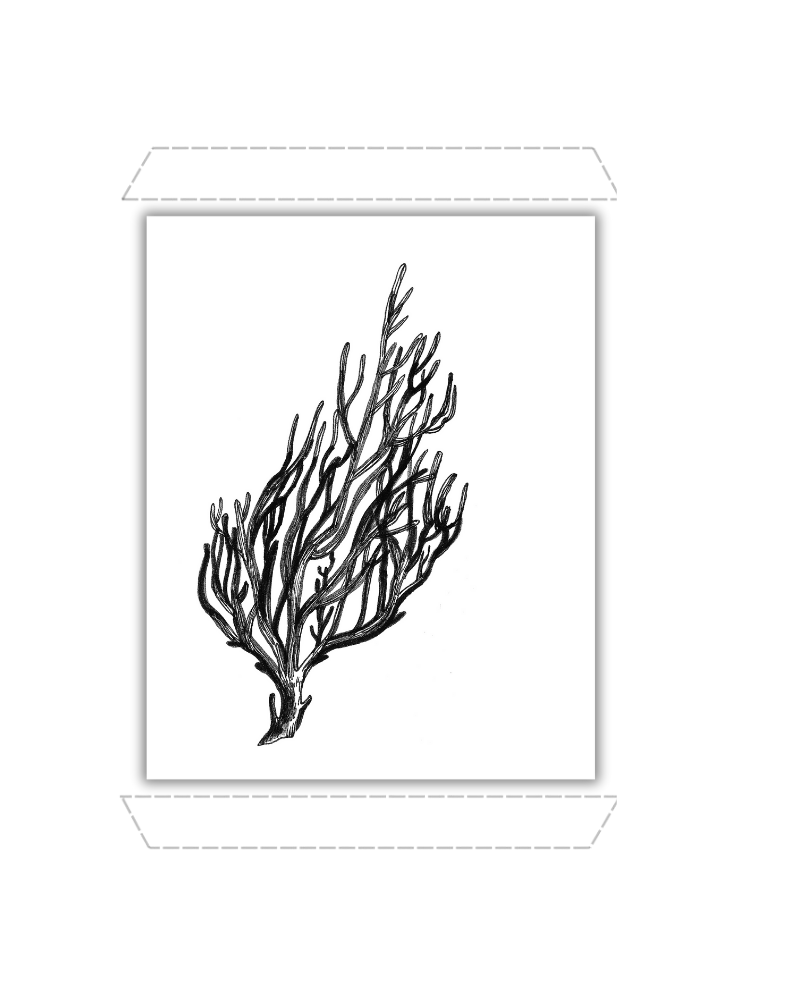 Elkhorn Coral