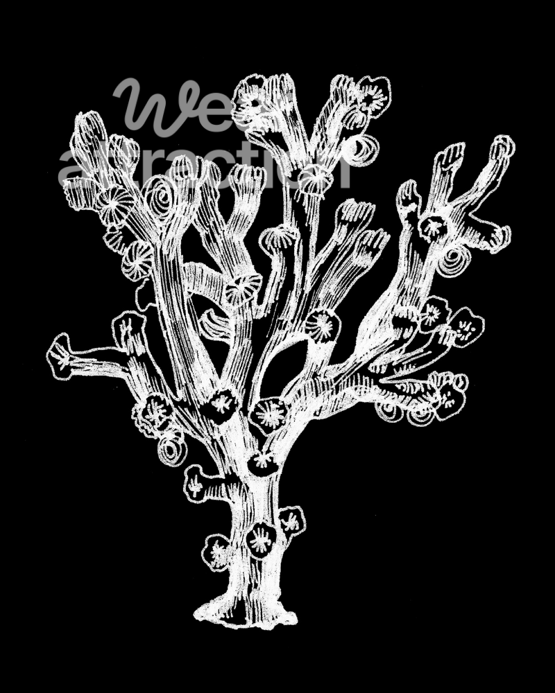 Pipe Organ Coral