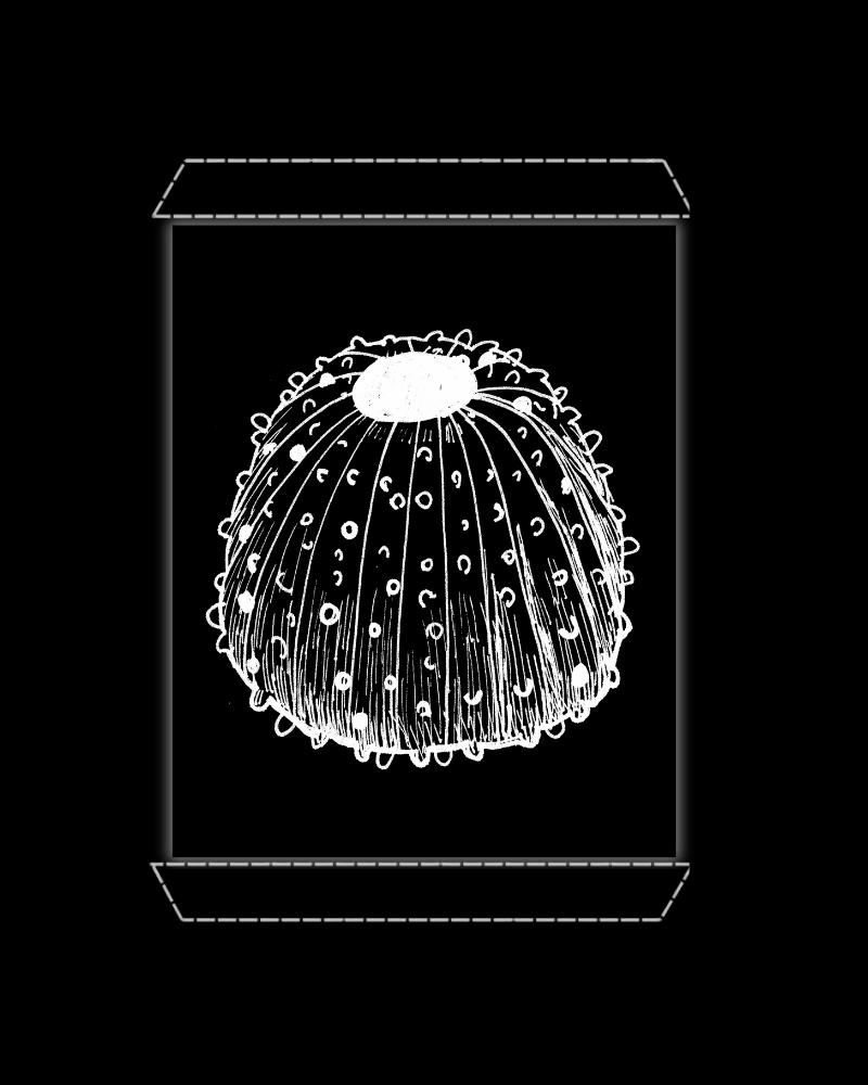 Sea Urchin Skeleton