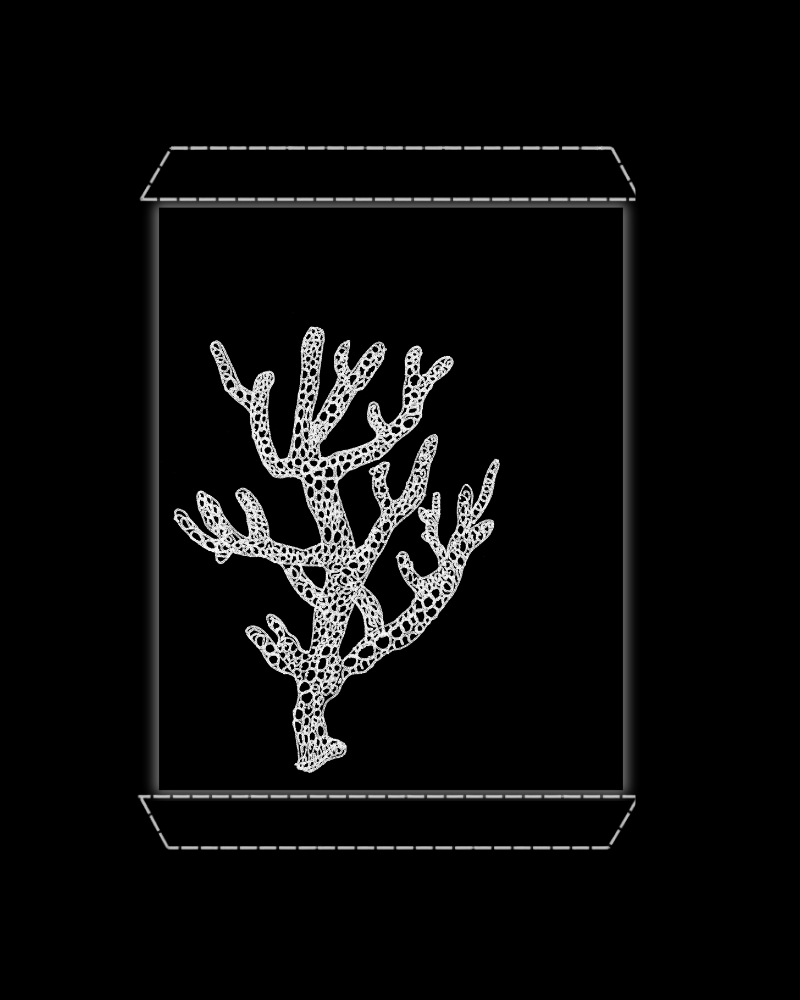 Honeycomb Coral