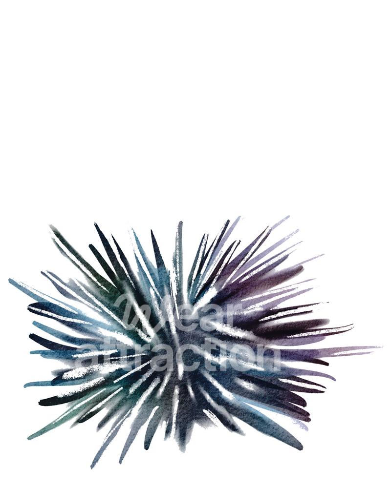 Sharp-Spined Sea Urchin