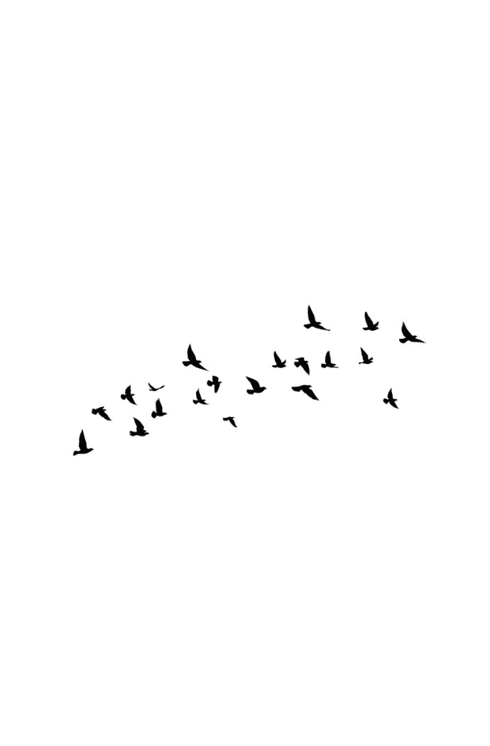 Bird Flock