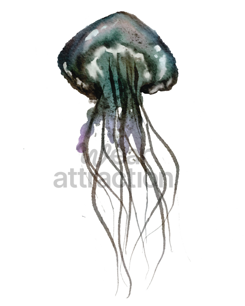 Black Sea Nettle