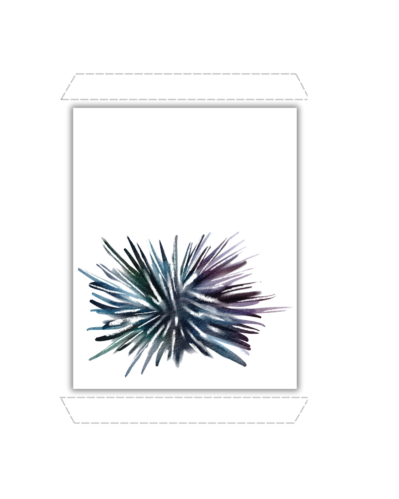 Sharp-Spined Sea Urchin